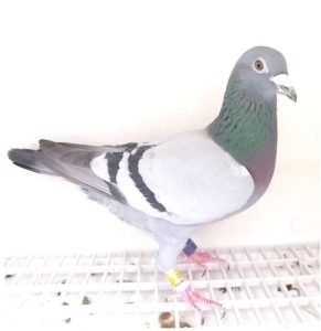 Bon n°25 – 4061402-2024-BE M Frans BERT