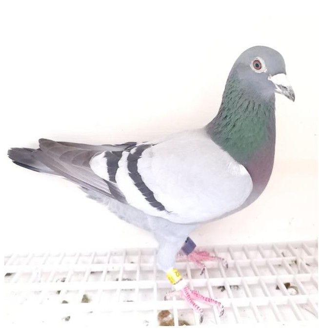 Bon n°25 – 4061402-2024-BE M Frans BERT