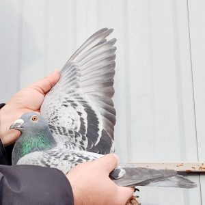 Be 24 3038496 m photo