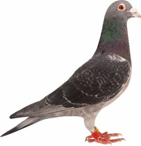 N° 6 : CHOUROT Lucien de Rinxent