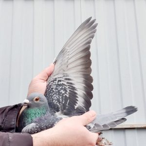 Dv 5243 25 1536 m photo