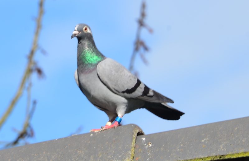 Dudouitg 2021 356418 agatha