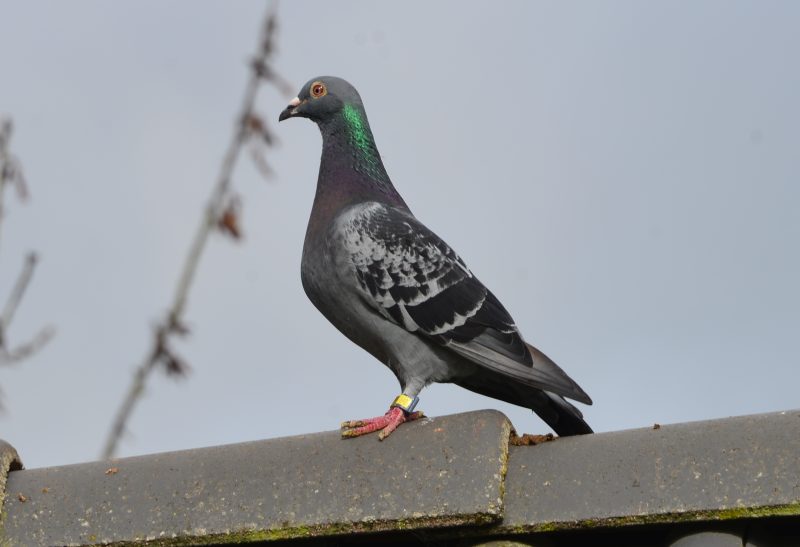 Dudouitg 2024 155520 batman