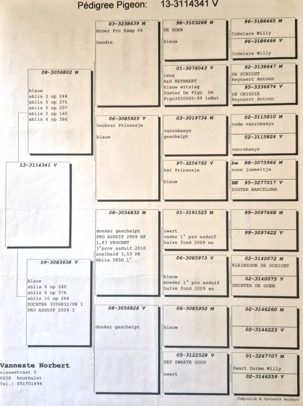 Gorenflot pedigree gp mat