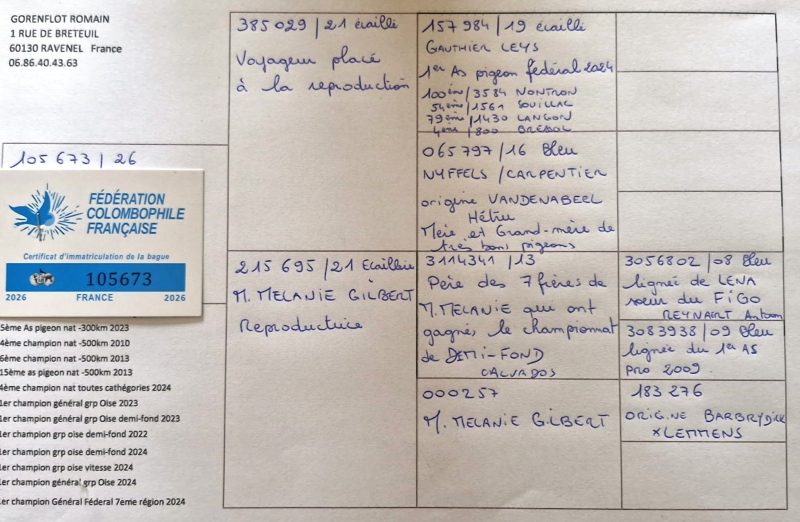 Gorenflot pedigree jeune