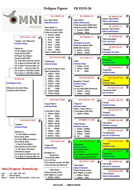 Louay elmalki omnipigeon ped