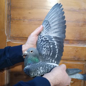 Nl 20 1549185 m photo