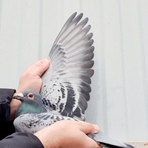 Nl 23 9469168 m photo