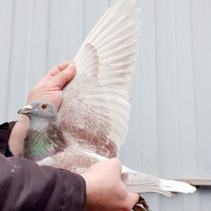 Nl 24 8523973 m photo