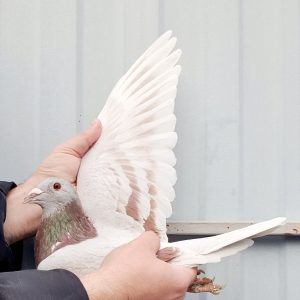 Nl 25 1401340 m photo