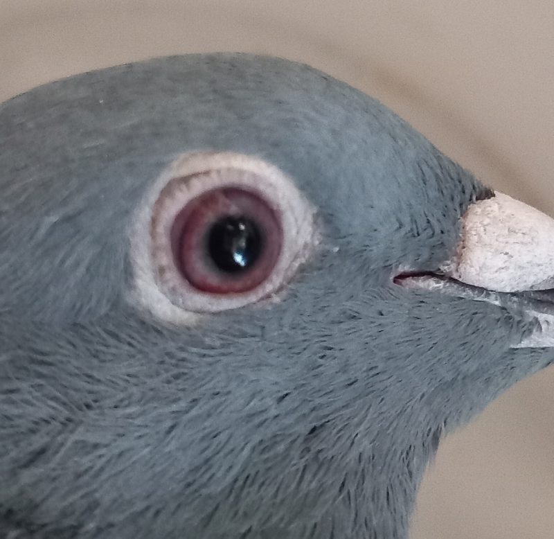 Pachla jeune2025 oeil