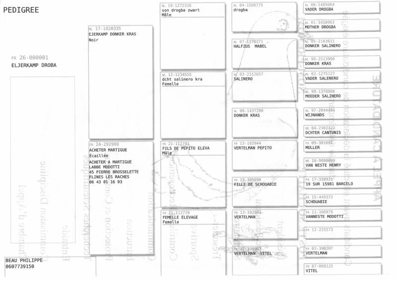 Pedigrer vente 2026