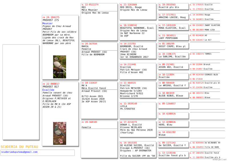 Pedigree specimen (14)