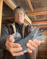 N° 27 :  Philippe Veroone