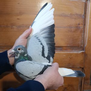 Ro 22 1000193 m photo