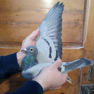 Ro 22 1219340 f photo