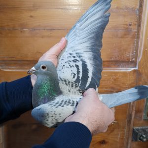 Ro 23 1047683 f photo