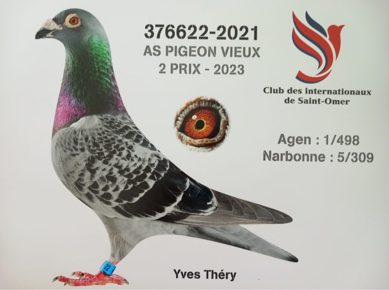Thery as pigeon vieux 376622 21