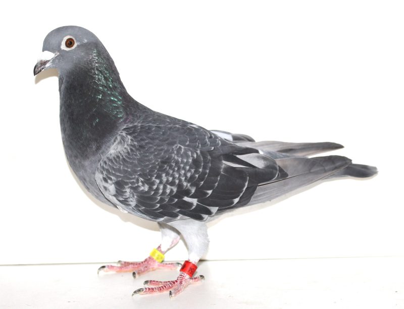 Bon 24 le 287154 père