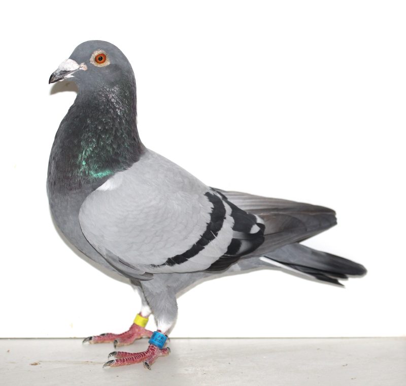 Bon n°2 394765 père