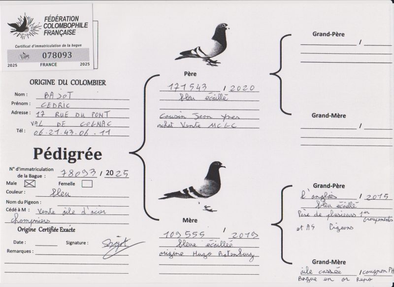 Pedigree bajot cedric