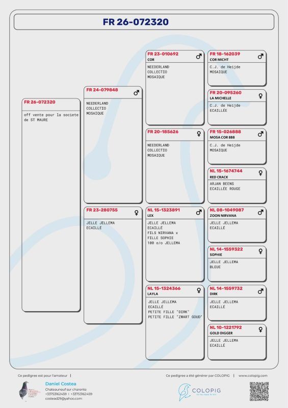 Pédigres costea daniel
