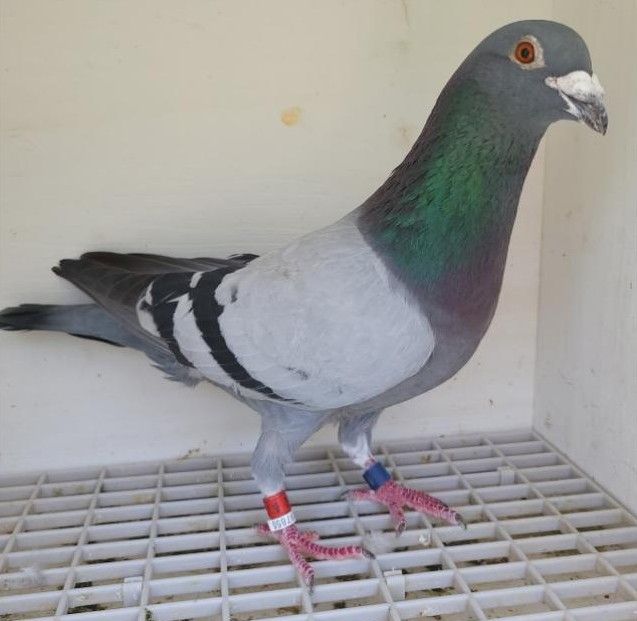 Bon n°4 : 209862-2022 M Thomas BOULANGER