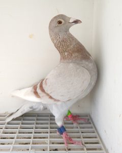 Bon n° 29 : 250307-2023 Femelle Philippe HAQUETTE