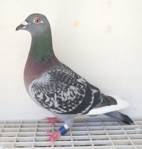 Bon n°11 : 350749-2023 F Julien FOELLER