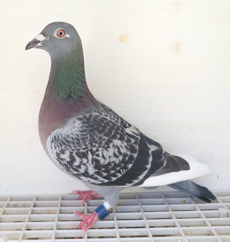 Bon n°11 : 350749-2023 F Julien FOELLER