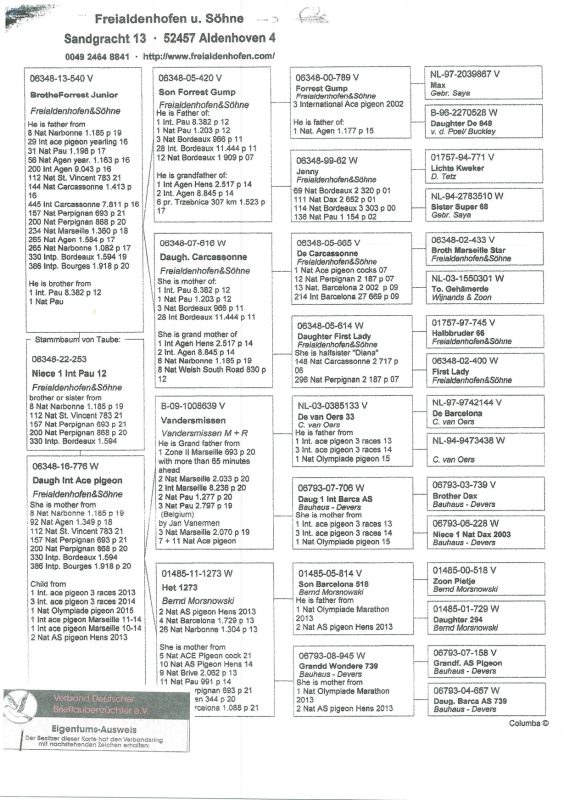 DELLOUE David pédigrées