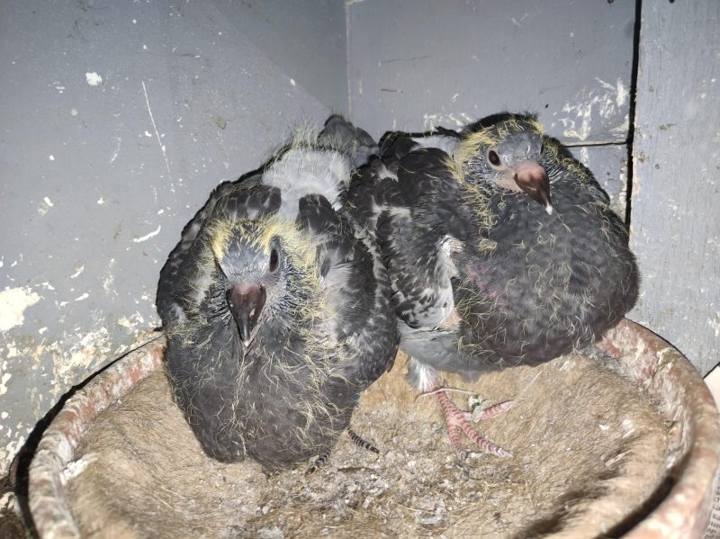 Imbert elnghen oignies 1