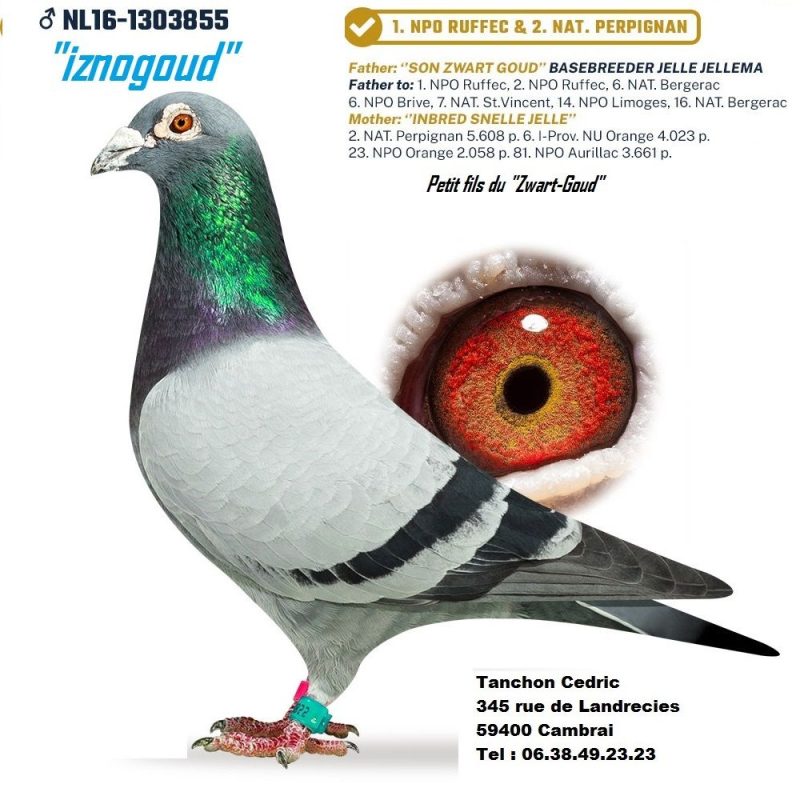 N° 24 : Cédric Tanchon