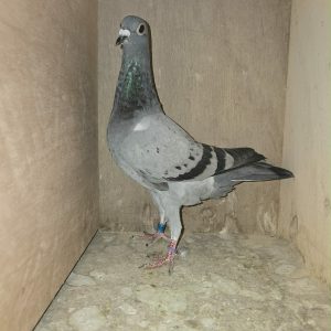 BE26 1100364 Photo