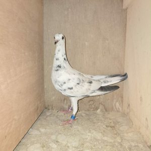 BE26 1100370 Photo