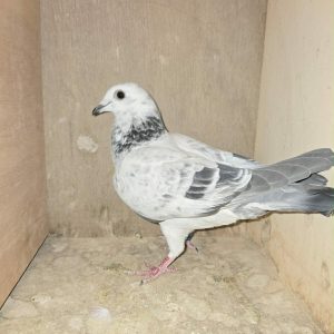 BE26 1101216 Photo
