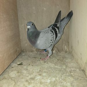 BE26 1101221 Photo