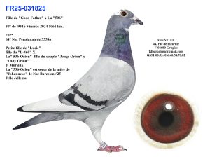 N° 4 : Fr.25 31825  Femelle