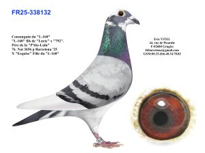 N° 3 : Fr-25 338132 Femelle