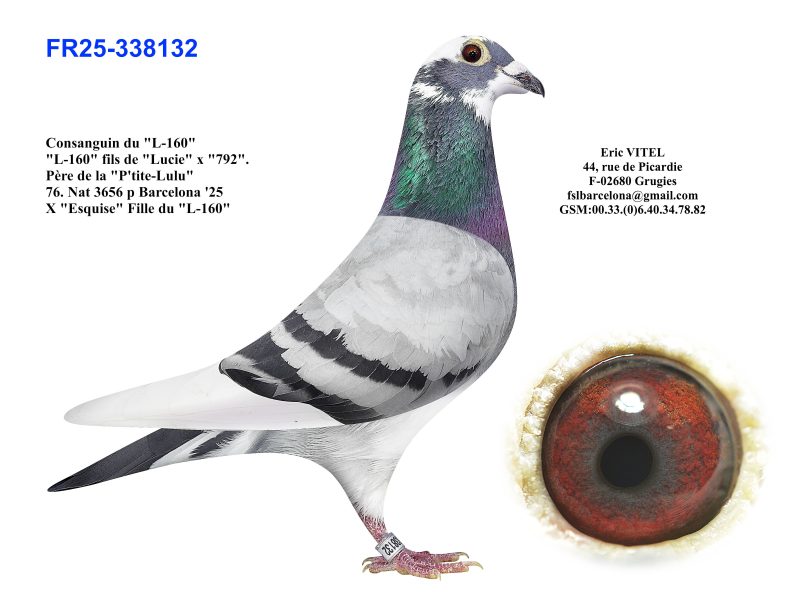 N° 3 : Fr-25 338132 Femelle