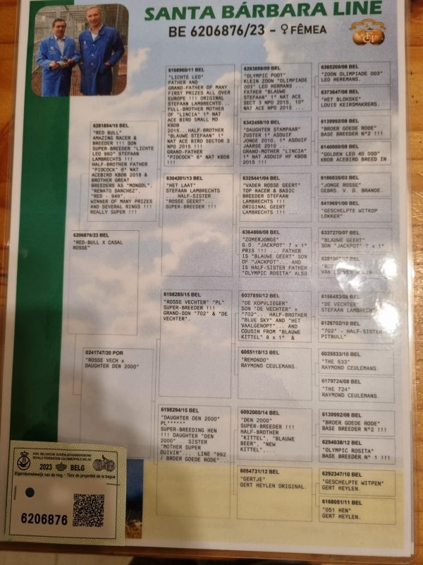 Narcisso mere du jeune offert