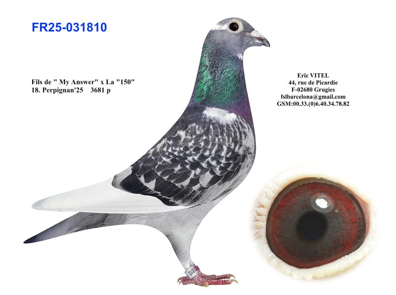 N° 5 : Fr.25 31810 Femelle