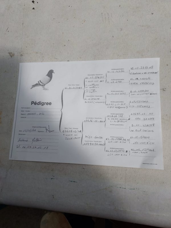 Pédigrée jeune offert Antonio Malheiro