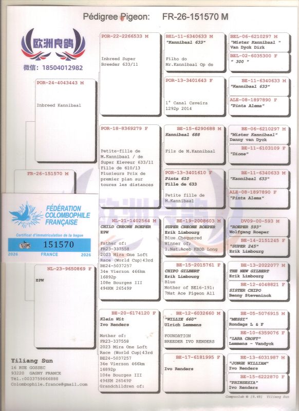 SUN Yliang pédigrée 151570