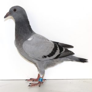 202186