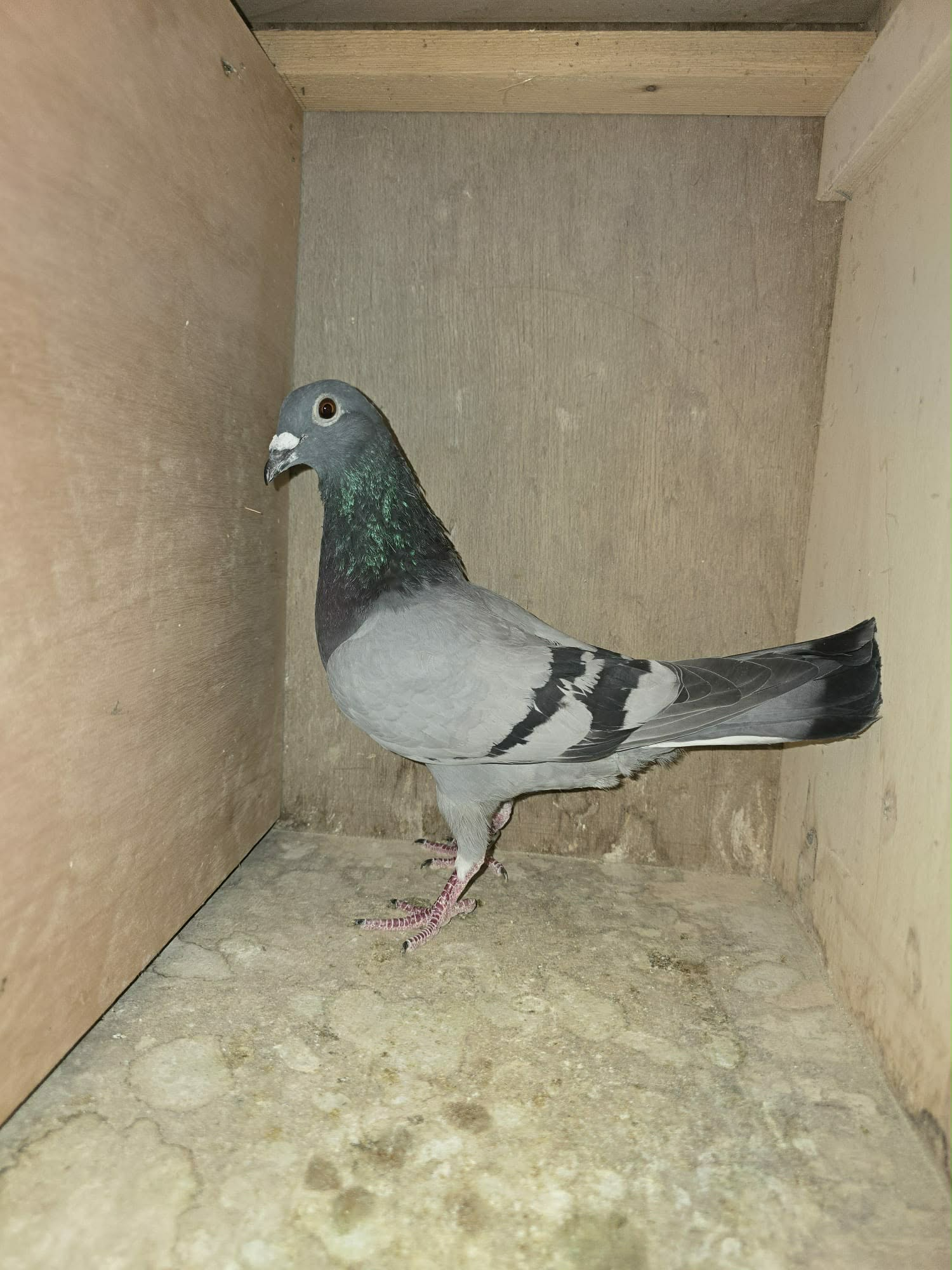 BE25 1014272 Photo