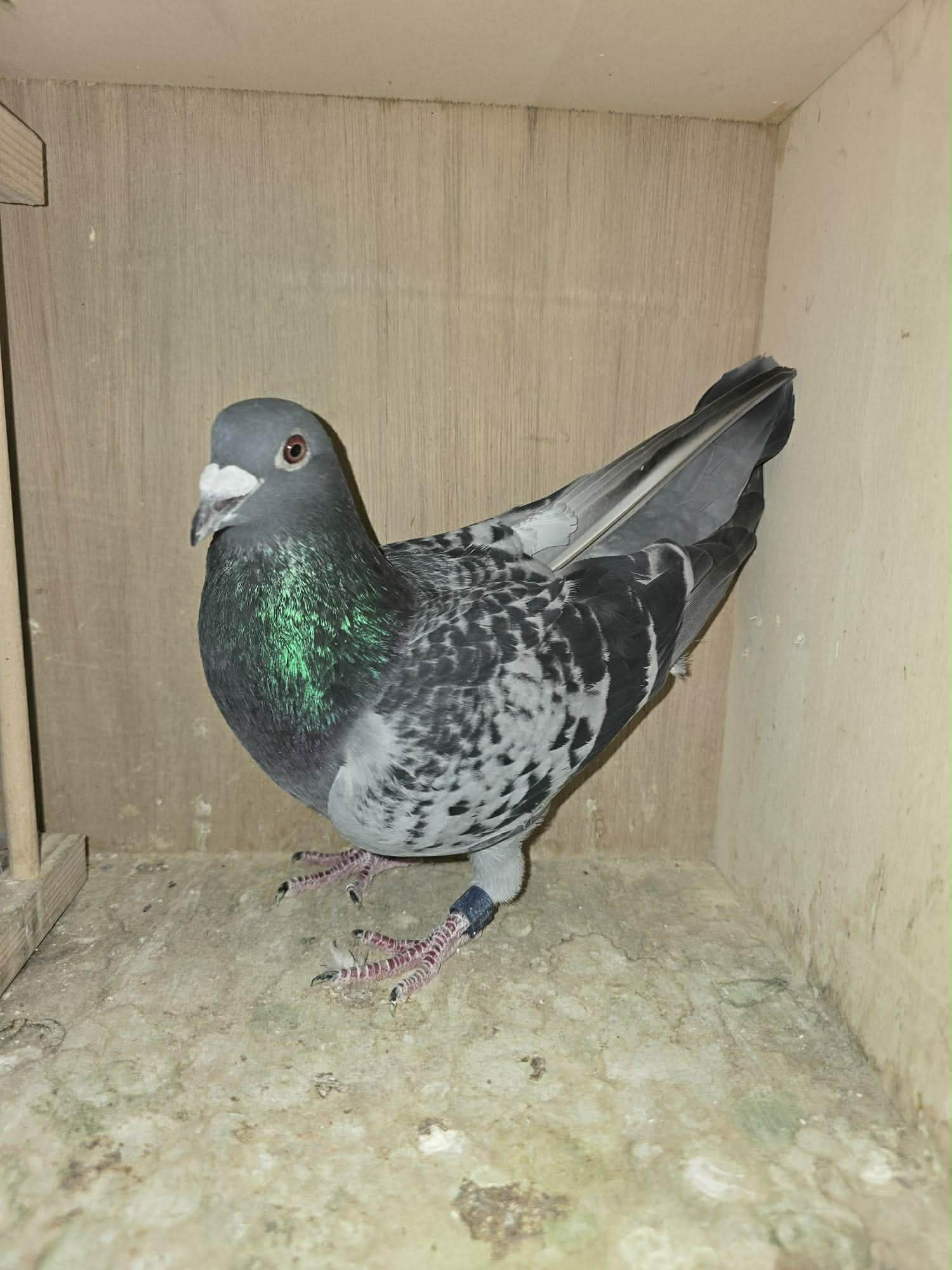 BE25 1014283 Photo