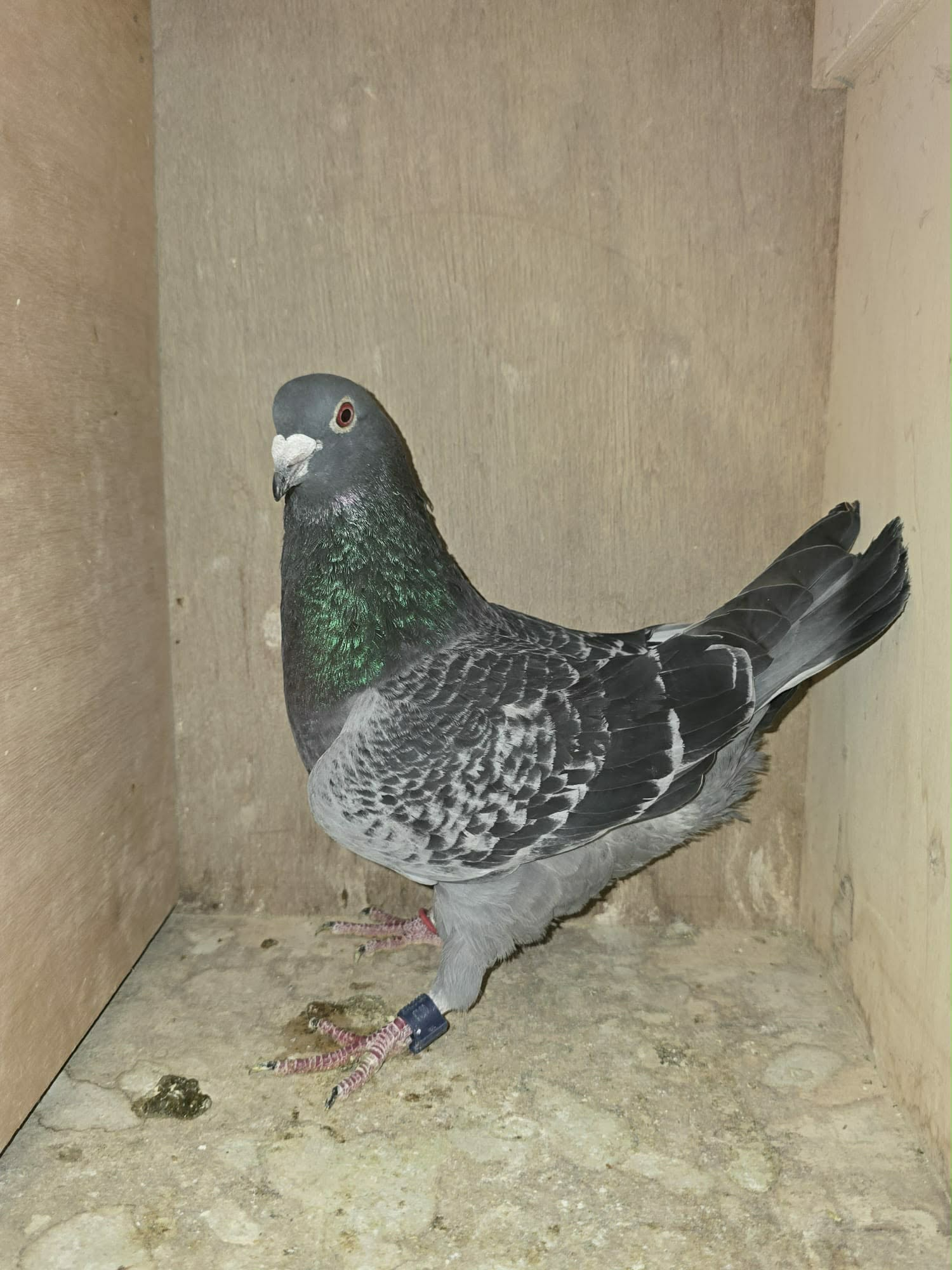 BE25 1014443 Photo