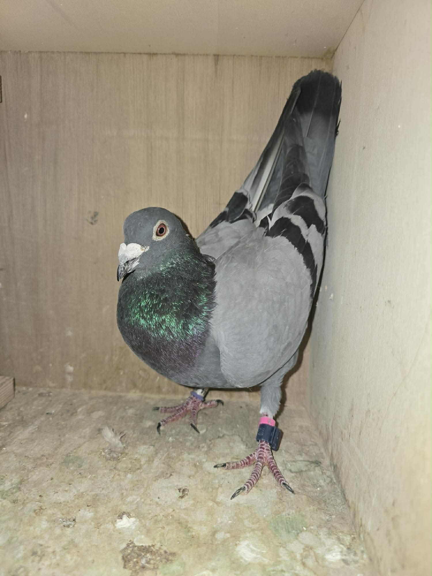 BE25 1014444 Photo