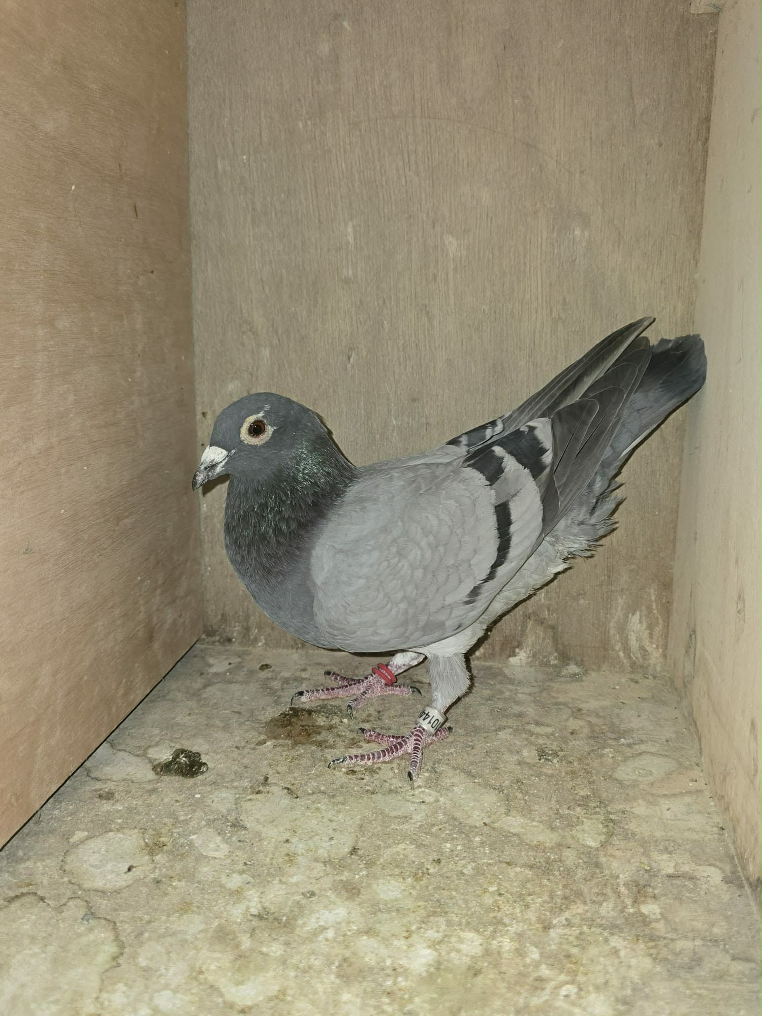 BE25 1014455 Photo